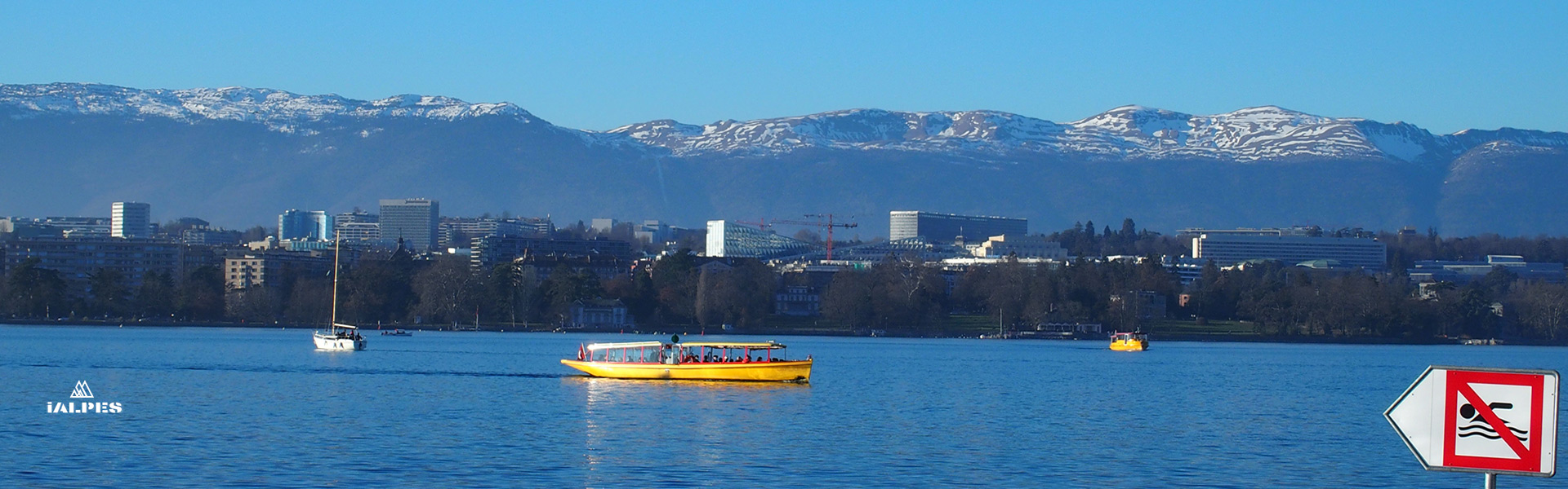 Mouettes Genevoises sur le lac Léman