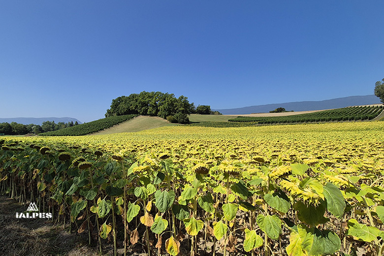La Champagne territoire genevois.