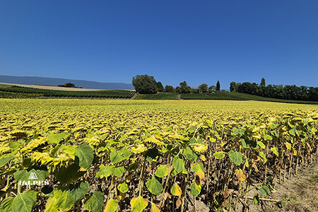 La Champagne canton de Genève.