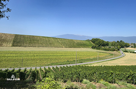Vignobles de Laconnex, Suisse.