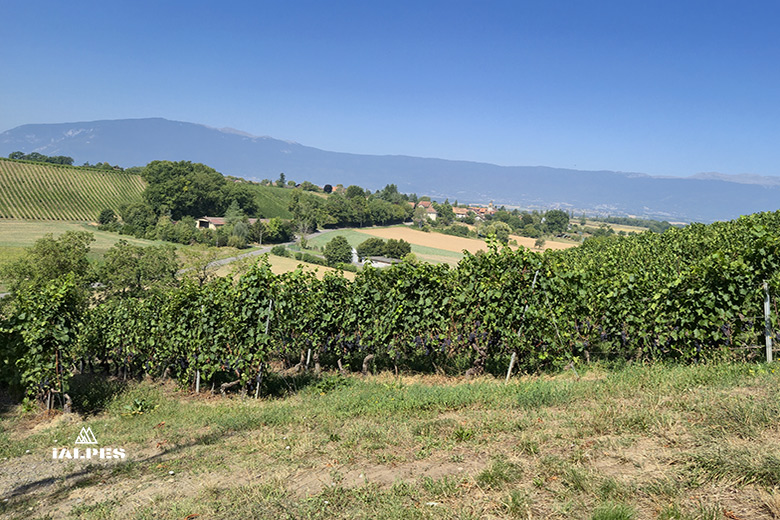 Vignobles du genevois, Suisse