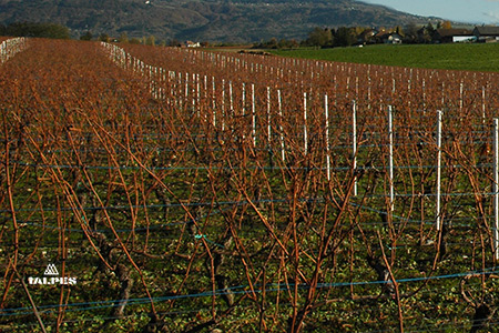 Vignobles du Mandement, Genève