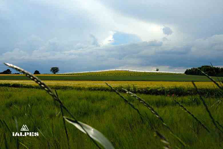 Troinex, champ de céréales et vignoble.